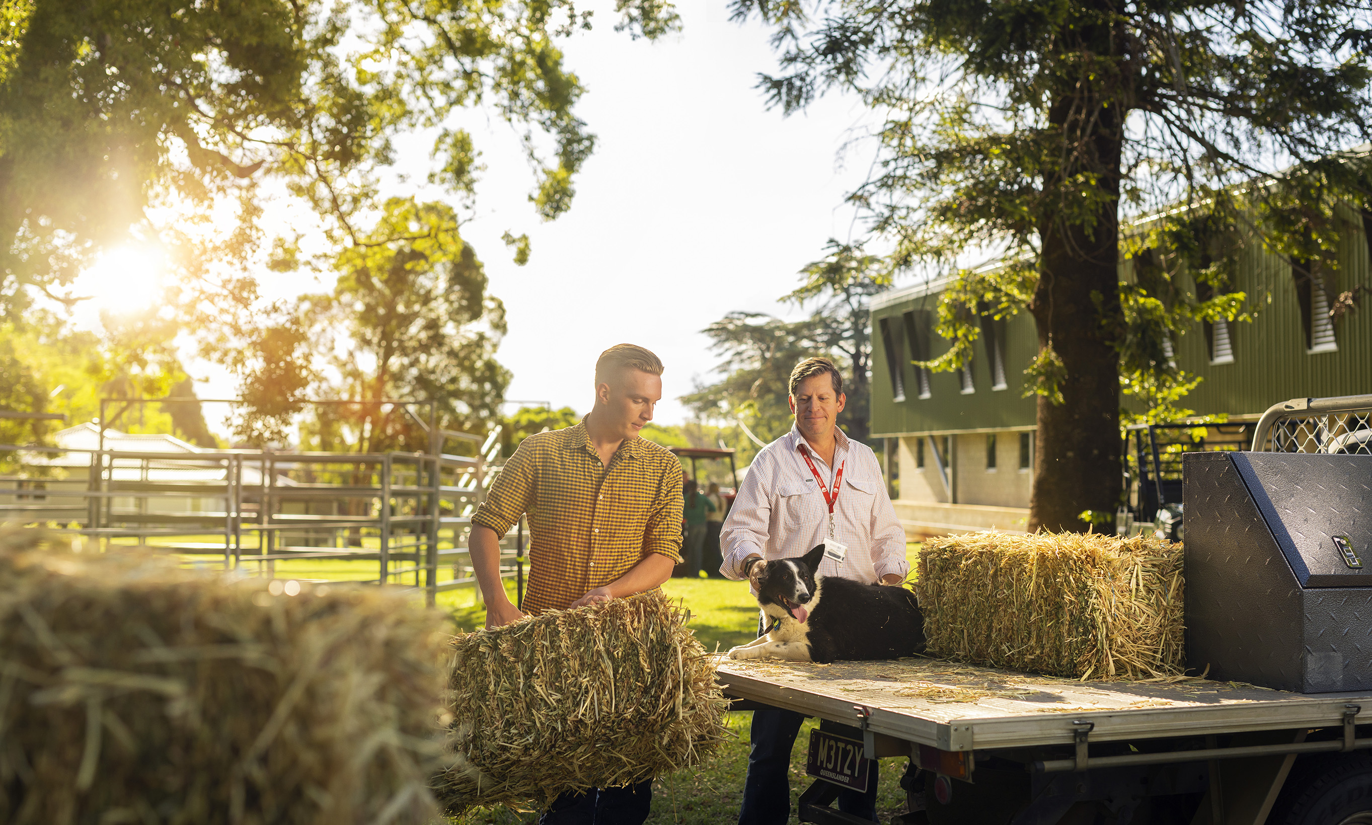 agriculture, animal studies